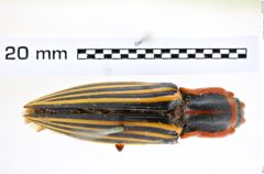 Foto (Dorsalansicht) von Semiotus regalis (Guérin, 1844) (NHMW-ZOO-COL-0008228)